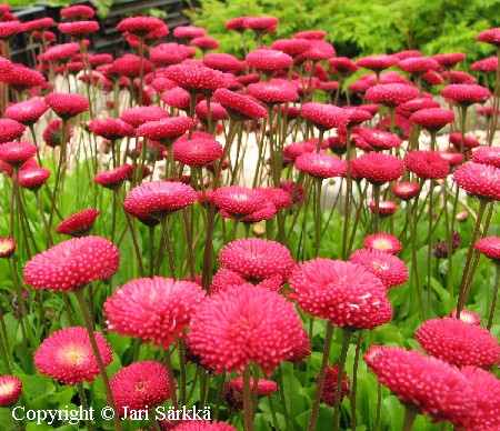 Bellis perennis 'Purpurmantel'